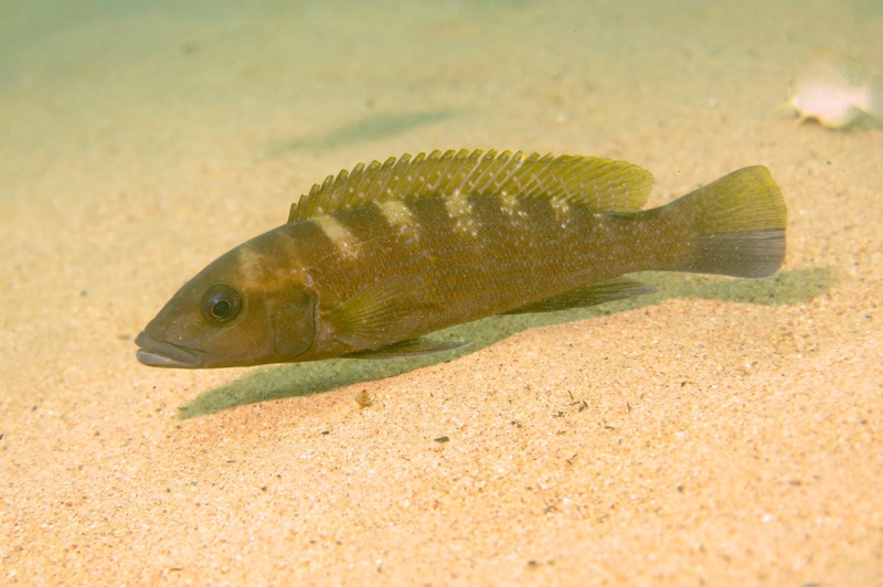 Neolamprologus cunningtoni 'Jakobsen's Beach'